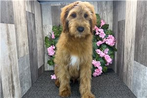 Oliver - Goldendoodle, Mini for sale