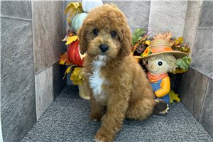 Turner - Mini Goldendoodle for sale