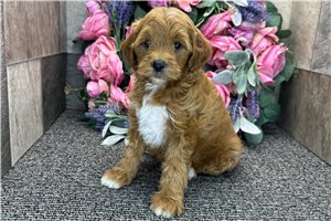 Talia - Mini Goldendoodle for sale