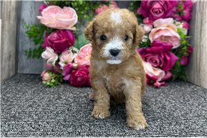 Samuel - Goldendoodle, Mini for sale