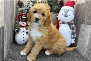 Noah - puppy for sale