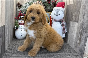 Norm - puppy for sale