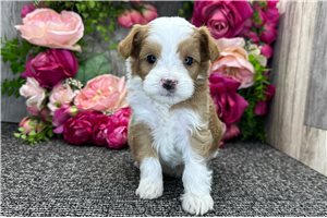 Sally - Goldendoodle, Mini for sale