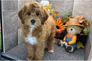 Talia - Mini Goldendoodle for sale