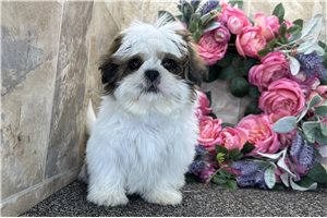 Lena - Shih Tzu for sale