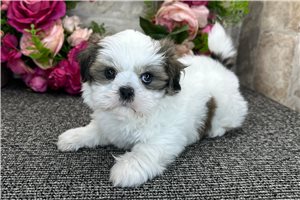 Lena - Shih Tzu for sale
