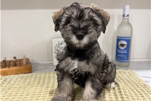 Camden - Schnauzer, Miniature for sale