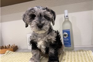 Callie - Schnauzer, Miniature for sale