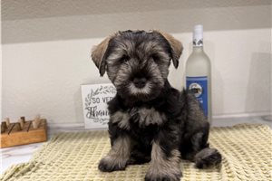 Calum - Schnauzer, Miniature for sale