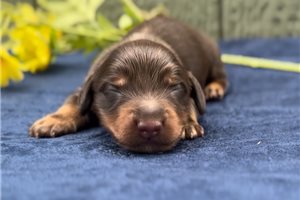 Ezra - puppy for sale