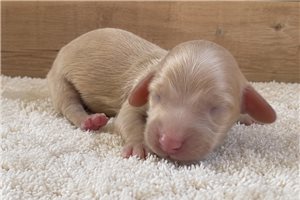 Colorado - puppy for sale