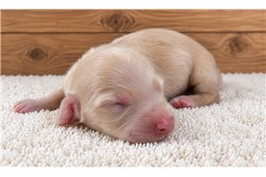 Clyde - Dachshund, Mini for sale