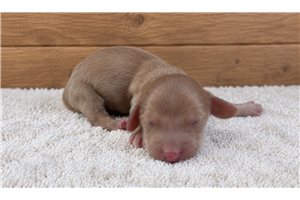 Coda - Dachshund, Mini for sale