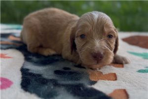 Francisco - puppy for sale