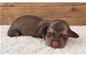 Coby - puppy for sale