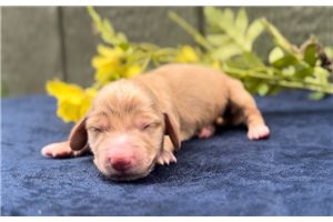 Fiona - puppy for sale