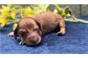 Felicity - puppy for sale
