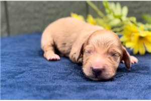 Fernando - puppy for sale