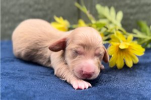 Francis - puppy for sale