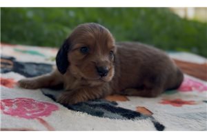 Elias - puppy for sale