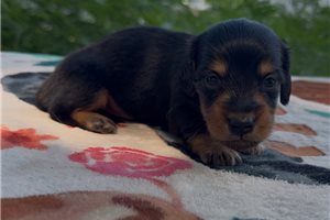 Ethan - puppy for sale