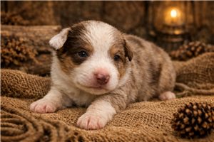 Freddie - puppy for sale