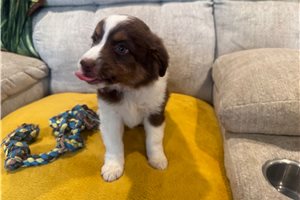 Fairy - Miniature Australian Shepherd for sale