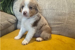 Gordan - Miniature Australian Shepherd for sale