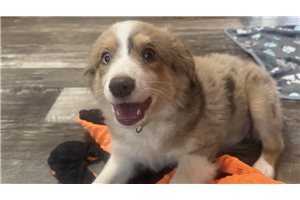 Frankie - Miniature Australian Shepherd for sale