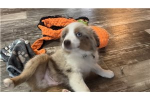 Gunther - Miniature Australian Shepherd for sale