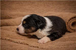 Fletcher - puppy for sale