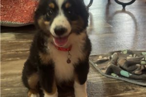 Fletcher - Miniature Australian Shepherd for sale