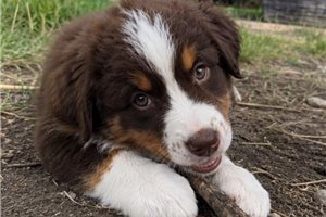 Fairy - Miniature Australian Shepherd for sale