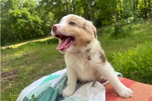 Gordan - Miniature Australian Shepherd for sale