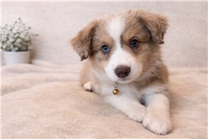 Frankie - Miniature Australian Shepherd for sale