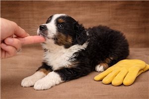 Fletcher - Miniature Australian Shepherd for sale