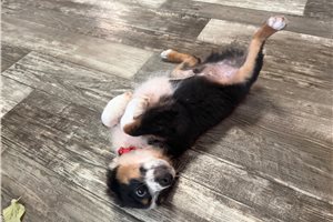Fletcher - Miniature Australian Shepherd for sale