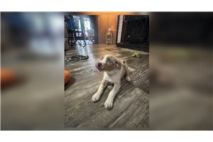 Ferris - Miniature Australian Shepherd for sale