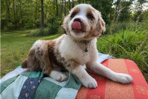 Ferris - puppy for sale