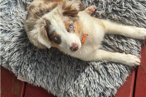 Flora - Miniature Australian Shepherd for sale