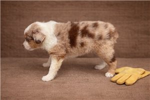 Flora - Miniature Australian Shepherd for sale