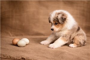 Fuller - Miniature Australian Shepherd for sale