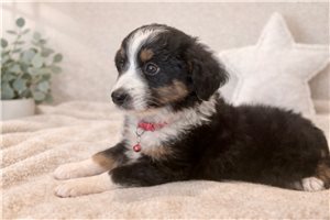 Fletcher - puppy for sale