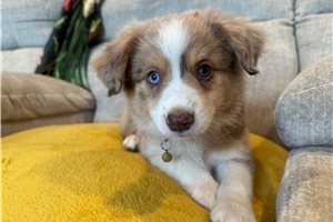 Frankie - Miniature Australian Shepherd for sale
