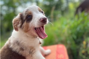 Flora - Miniature Australian Shepherd for sale