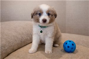 Gunther - puppy for sale