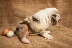 Ferris - Miniature Australian Shepherd for sale