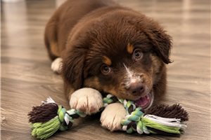 Gideon - puppy for sale