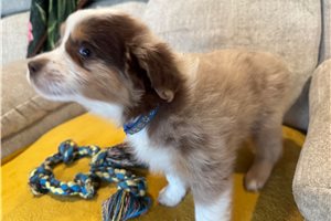 Gabriel - Miniature Australian Shepherd for sale