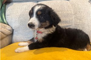 Fletcher - Miniature Australian Shepherd for sale
